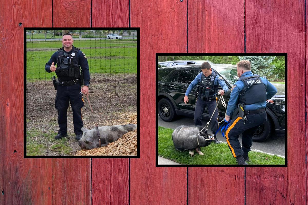 Pigs on the run in 2 South Jersey towns — Cops capture 200-pound porker