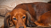 Mini Dachshund Steals Dad’s Croissant and the Lack of Guilt Is a Mood