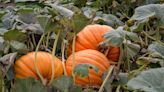 Gardener's Guide to Pumpkin Vines: Trimming, Support, Care