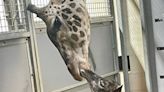 A baby giraffe was just born at this SC zoo. Here’s how you can see it now