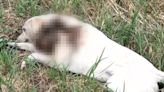 控飼主遛狗放掉牽繩 比特犬發狂咬死流浪狗