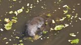 Famine sends Florida manatees back to the brink