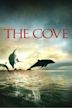 The Cove - La baia dove muoiono i delfini