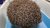 Balloon syndrome hedgehog found in Gloucestershire field