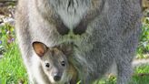 Detroit Zoo Reveals 5-Month-Old Baby Wallaby Is Missing: 'We Are Heartbroken'