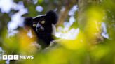 'Singing lemurs could demonstrate origin of human music'