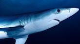 Sharks found in waters off Brazil test positive for cocaine