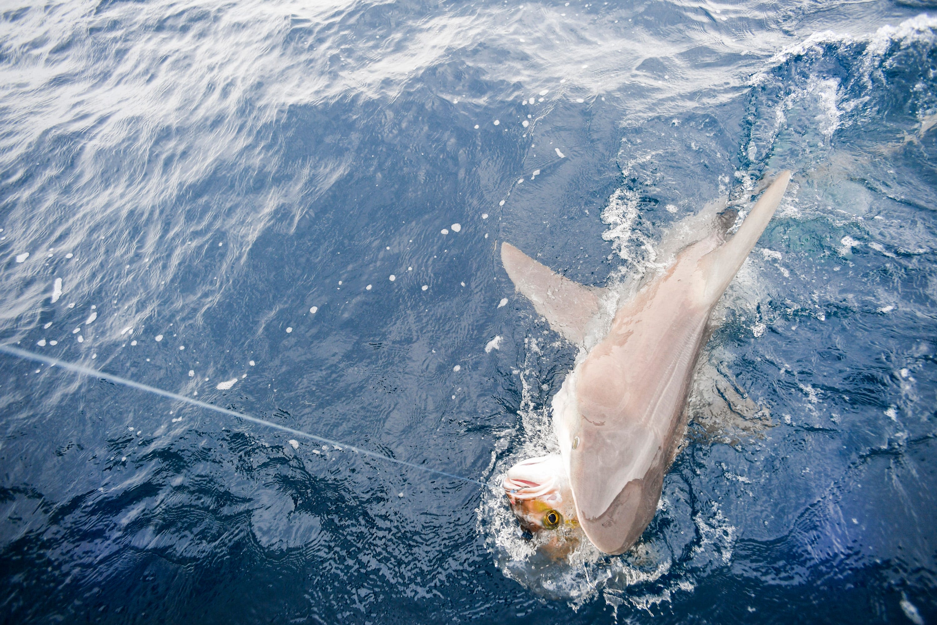 Shark-repellent ideas go from creative to weird, but the bites continue