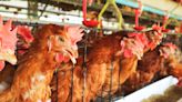 U.S. detects highly lethal bird flu at Kentucky chicken farm