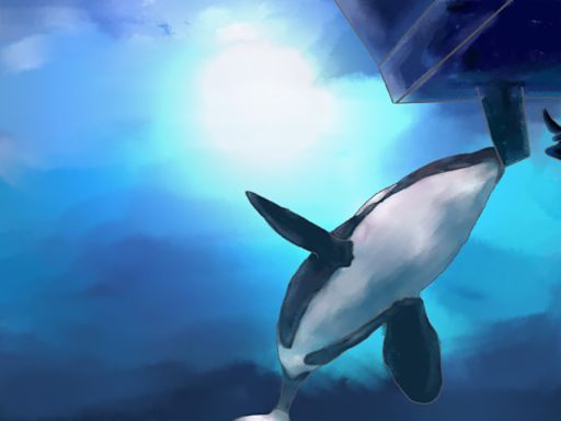 Killer whales keep attacking and sinking boats. Scientists now know why, study says.