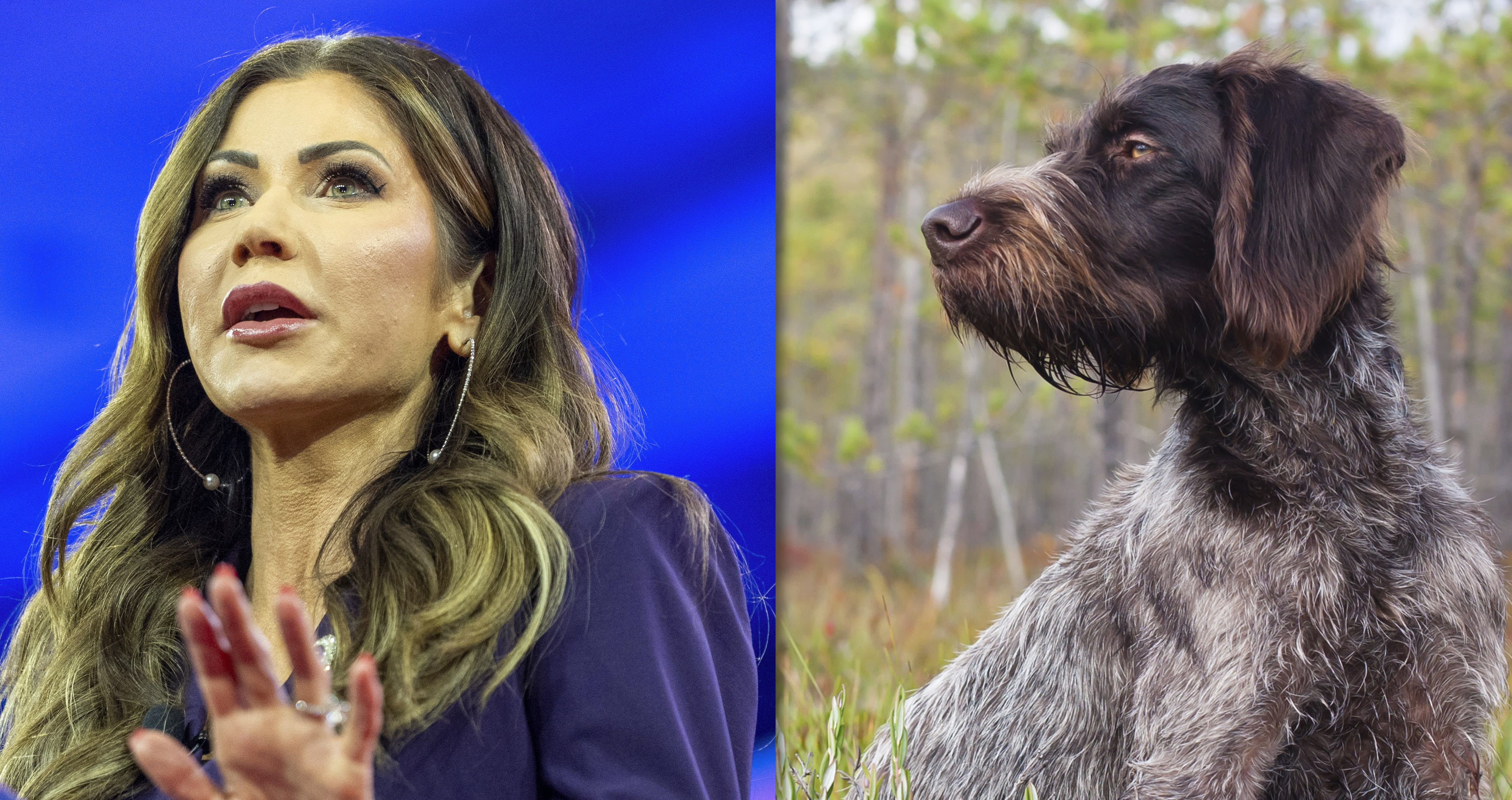 Was it legal for Kristi Noem to shoot her puppy — and what other options did she have?