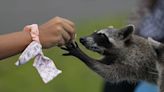 First cases of raccoon intestinal worms found in Belgium