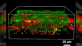 3D-printed human brain tissue works like the real thing