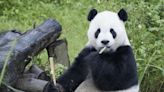 大貓熊團團離世！北市木柵動物園擬辦告別式