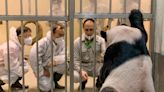 Dos expertos de China ayudan a Taiwán con panda enfermo