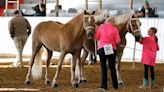 Fair winners: Draft Horse and Pony
