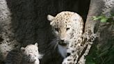 Secuenciado el genoma del leopardo de Arabia, una subespecie en peligro de extinción