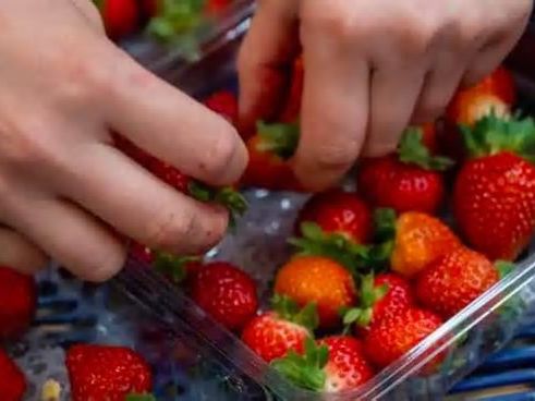 Nuevo caso de fresas de Marruecos con hepatitis A detectado en la frontera española