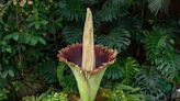 Corpse flower at Frederik Meijer Gardens expected to bloom, reeking of rotting flesh