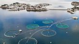 Norway backs use of potentially game-changing product in fish feed: ‘This approval is groundbreaking’