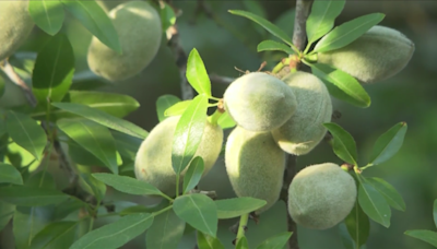 California almond year expected to be 2nd largest in history