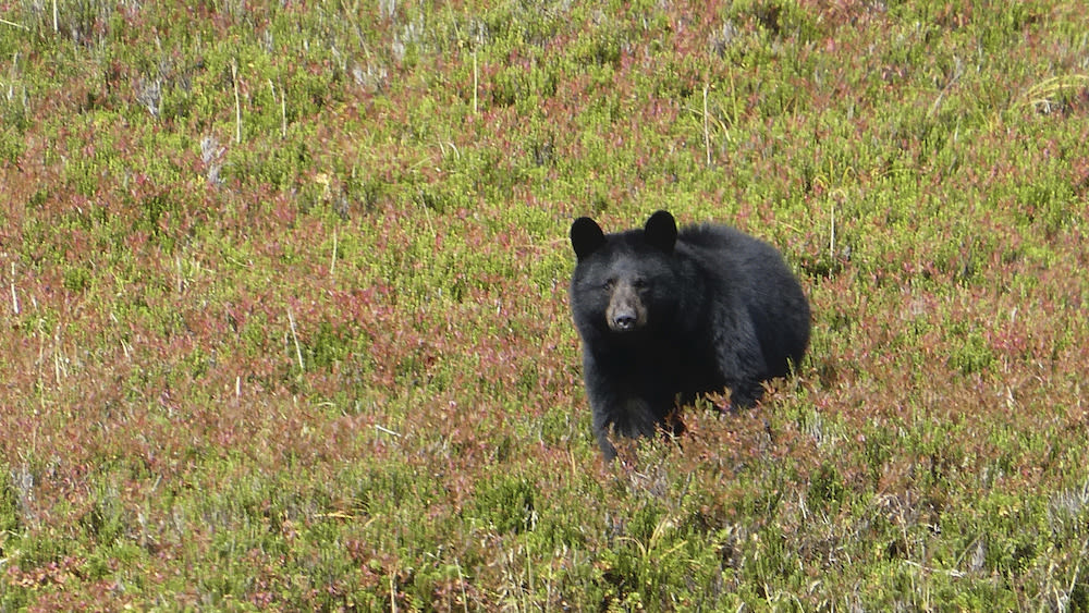 Game and Fish officials euthanize bear that escaped on way to being released