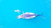 Baby Moby Dick? Rare white humpback whale calf filmed off Australia