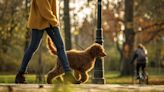 Dog keeps stopping on walks? Trainer shares expert advice to get them moving again