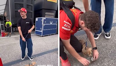 Charles Leclerc's Dog, Leo, Poops All Over Paddock After Imola Grand Prix