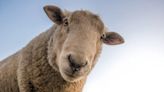 Moselle : Pourquoi quatre moutons ont été inscrits comme élèves dans une école