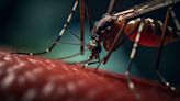 Récord de casos de dengue en América Latina en 2024: cuál es la situación y qué prevén los expertos
