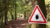 Warning as deadly tick-borne virus detected in several areas in England