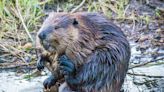 Baby Beaver Born in London for Possibly First Time in 400 Years Following Reintroduction Initiative