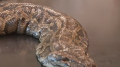 Record-breaking python discovered in Florida Everglades