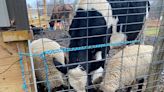 Charges filed, animals removed from Cedarburg farm after volunteers allege neglect