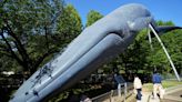 Japan proposes expanding commercial whaling to fin whales, a larger species than the 3 allowed now