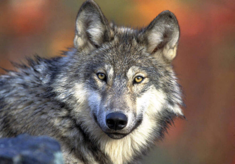 Gray wolf abuse sparks investigation in Wyoming