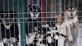Turkey proposes bill to get stray dogs off the streets, animal lovers fear shelter overcrowding