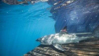 Investigan la presencia de tiburones blancos en las costas gallegas