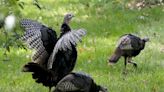 Statewide spring gobbler season is fast approaching