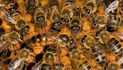 Joining the Hive with the Puget Sound Beekeepers Association
