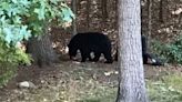 Residents of Merrimack Valley town urged to take precautions after several bear sightings