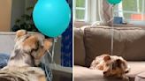 Dog Becomes Best Friends With A Balloon On Her Birthday