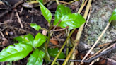 Video Reveals Blood-Sucking Leech Can Jump—May Help 'Attach to Hosts'