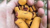 'It's really horrible': Lehigh Gap Nature Center visitors weigh in after dog treats with fishhooks in them found on Appalachian Trail