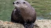 Detroit zoo says goodbye to beloved otter Lucius