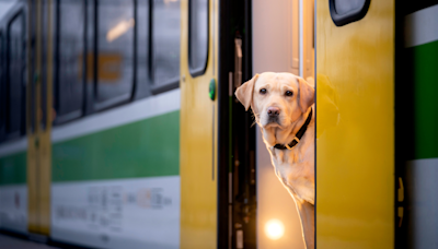 Can dogs travel on trains? Dos and don’ts to follow