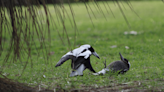 Australian Magpies Prove Bullies Are Less Intelligent