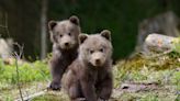 Wildlife Photographer Captures Patient Mama Bear Waiting for Her Cubs to Climb Out of a Tree