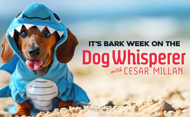 Dog Whisperer with Cesar Millan to Land on Pluto TV - TVREAL